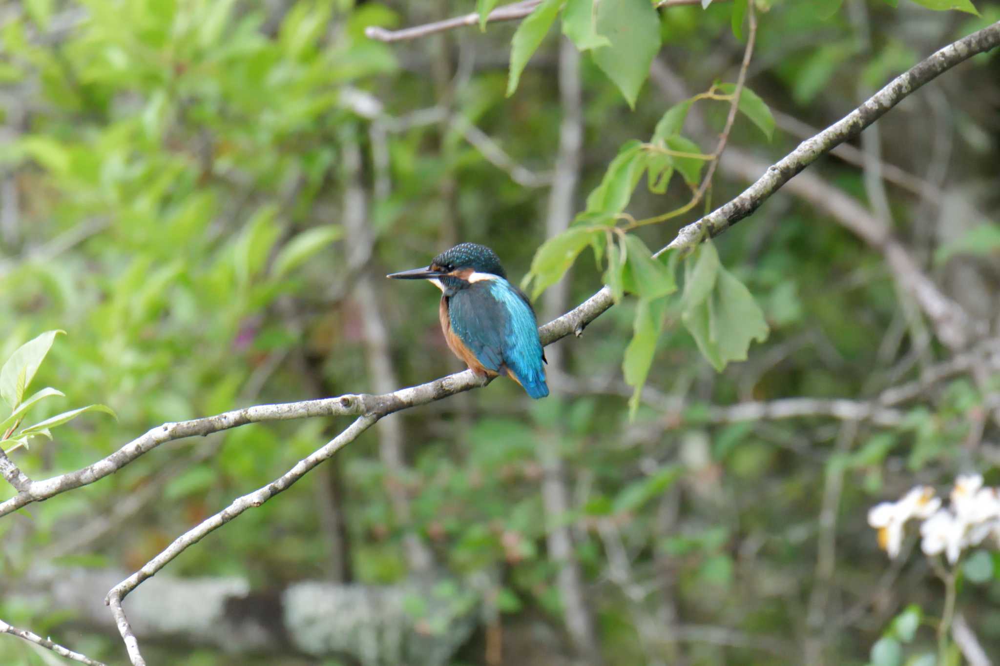 Photo of Common Kingfisher at 滋賀県甲賀市甲南町創造の森 by masatsubo