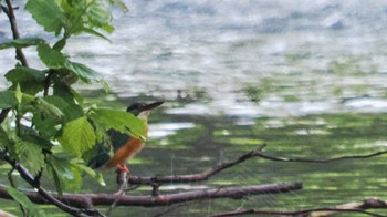 2023年6月8日(木) 福井緑地(札幌市西区)の野鳥観察記録