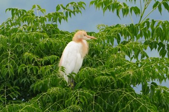 2023年6月8日(木) 恩智川治水緑地の野鳥観察記録