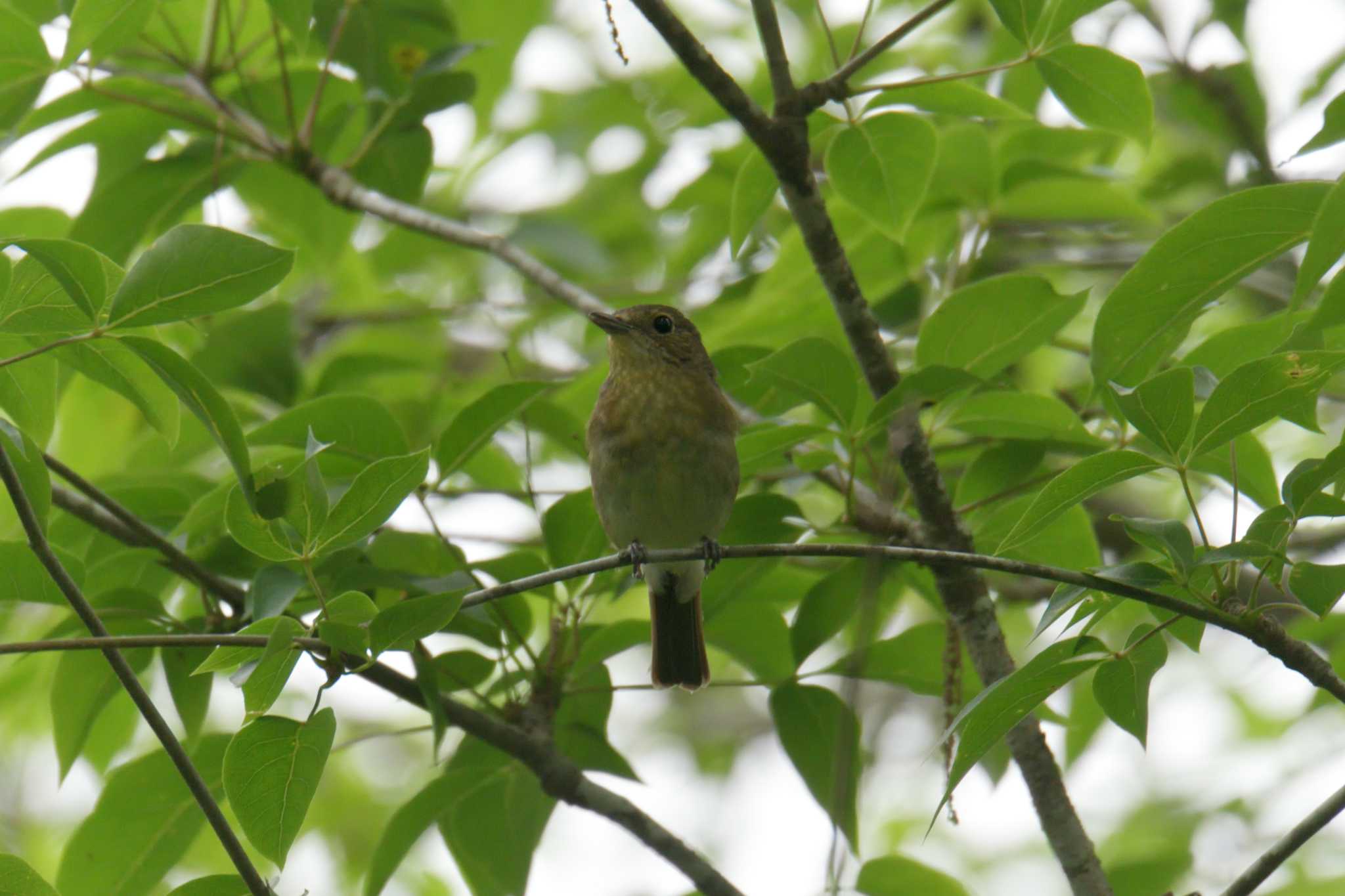 滋賀県甲賀市甲南町創造の森 キビタキの写真 by masatsubo