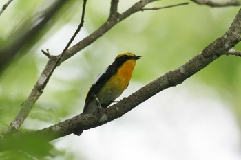 Narcissus Flycatcher 滋賀県甲賀市甲南町創造の森 Thu, 6/8/2023