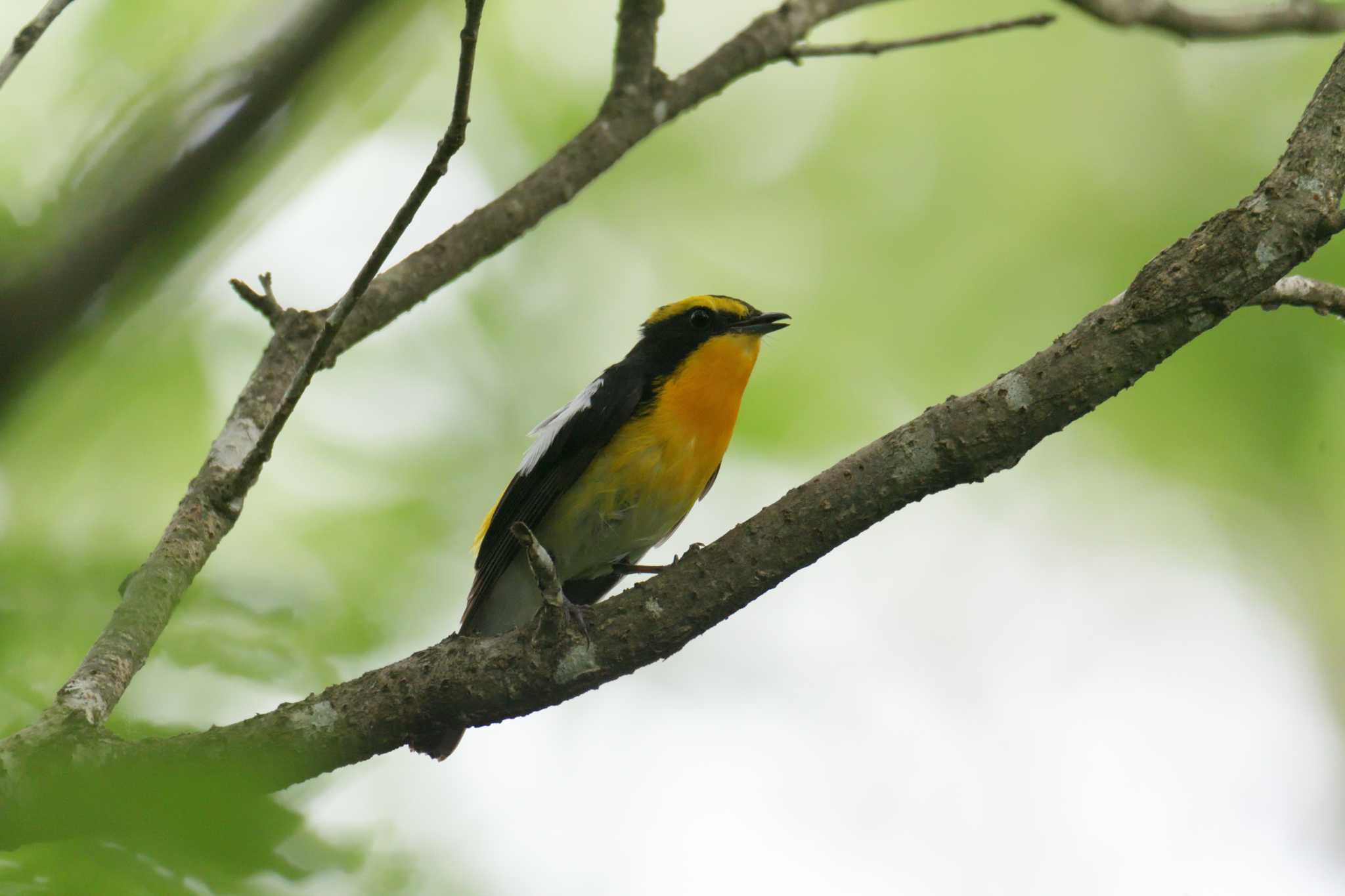 Photo of Narcissus Flycatcher at 滋賀県甲賀市甲南町創造の森 by masatsubo
