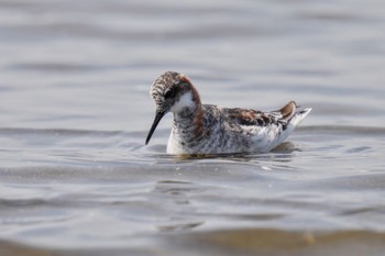 Red-necked Phalarope Sambanze Tideland Sat, 5/27/2023