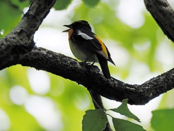 キビタキ 太白山自然観察の森 2023年6月8日(木)