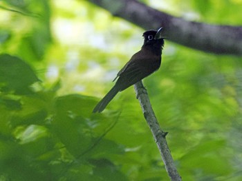 サンコウチョウ 太白山自然観察の森 2023年6月8日(木)