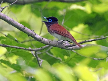 サンコウチョウ 太白山自然観察の森 2023年6月8日(木)