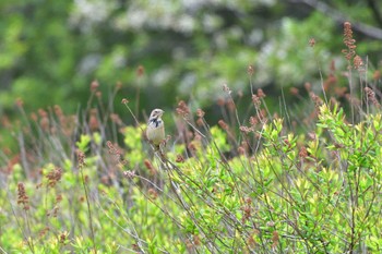 Chestnut-eared Bunting 奥日光 Tue, 6/6/2023