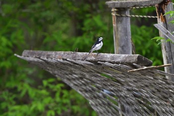 White Wagtail 奥日光 Tue, 6/6/2023