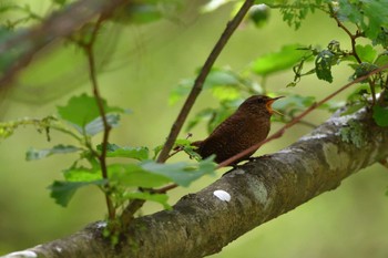 Eurasian Wren 奥日光 Tue, 6/6/2023