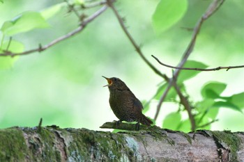 Eurasian Wren 奥日光 Tue, 6/6/2023