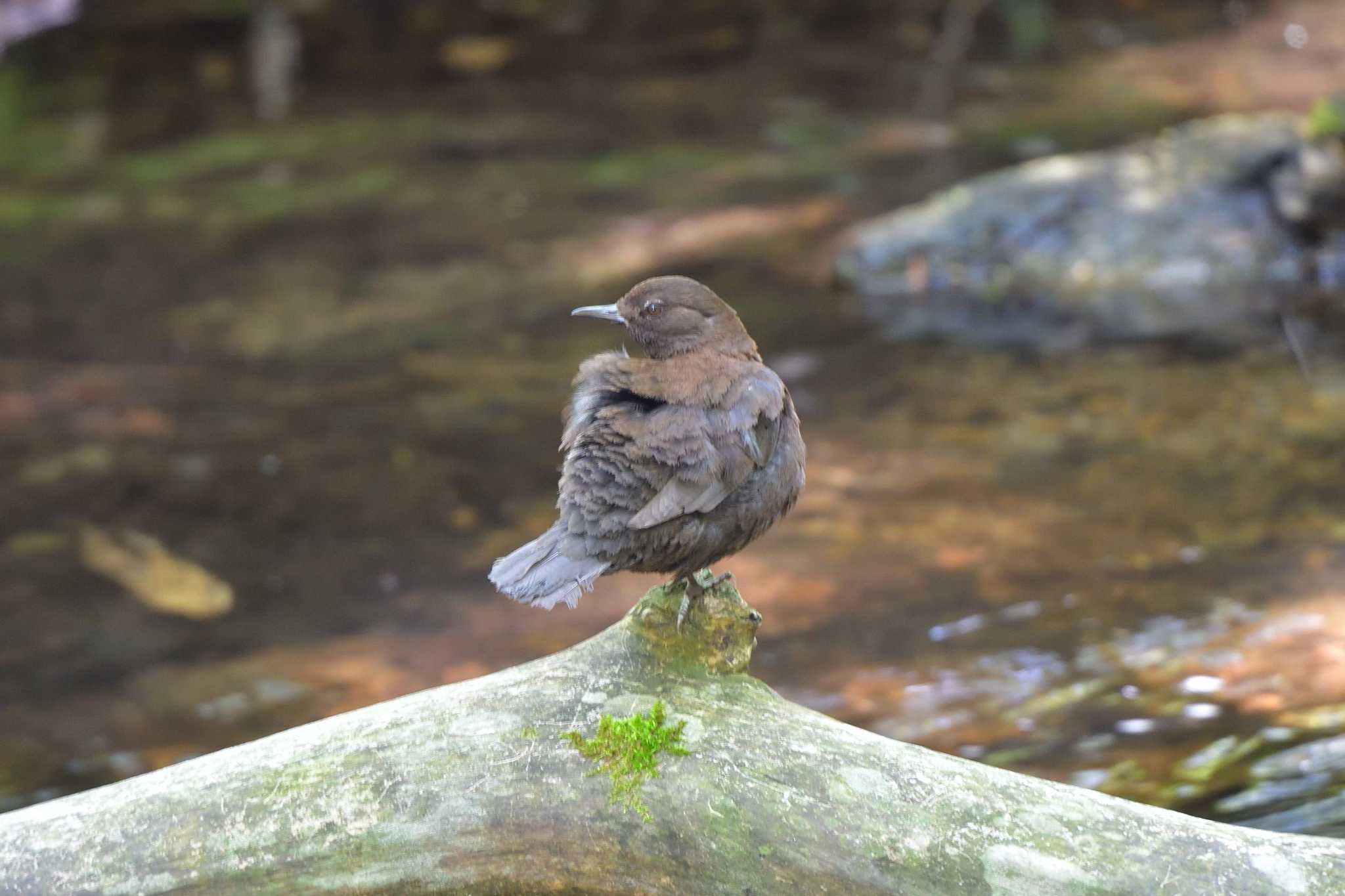 Photo of Brown Dipper at 奥日光 by やなさん