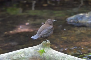 Brown Dipper 奥日光 Tue, 6/6/2023