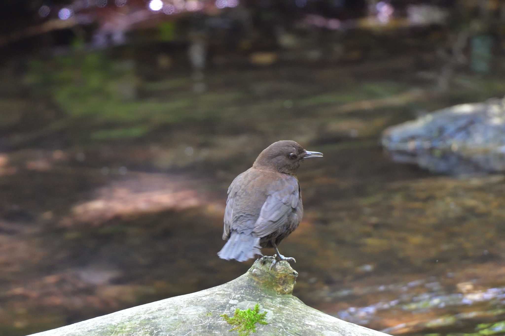 Photo of Brown Dipper at 奥日光 by やなさん