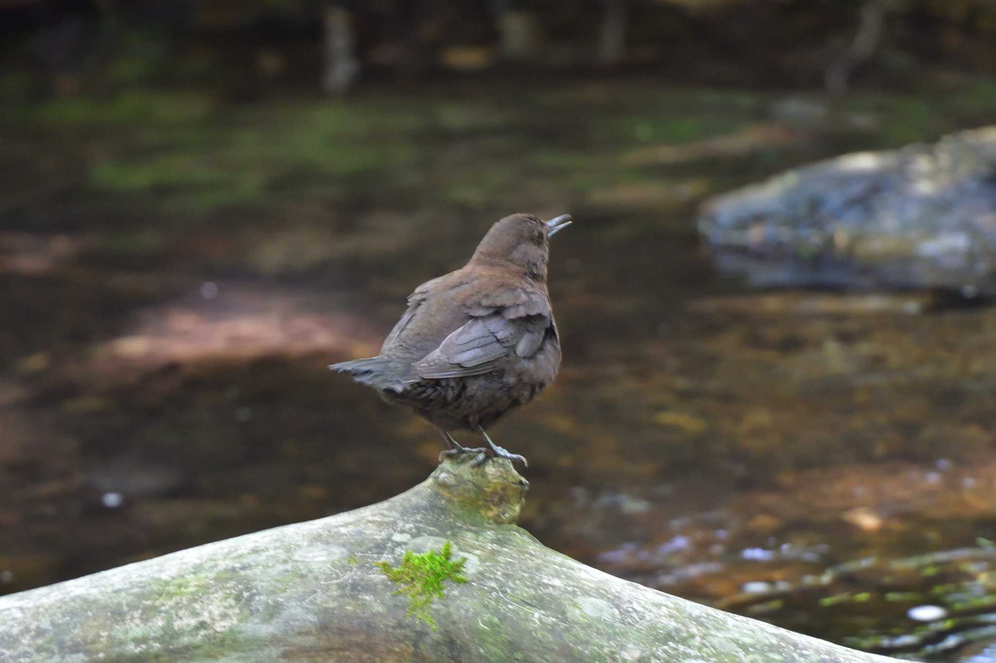 Photo of Brown Dipper at 奥日光 by やなさん