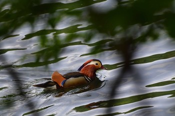 Mandarin Duck 奥日光 Tue, 6/6/2023