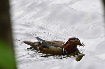 Mandarin Duck 奥日光 Tue, 6/6/2023