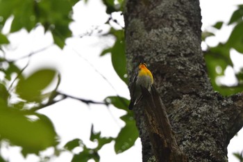 Narcissus Flycatcher 奥日光 Tue, 6/6/2023