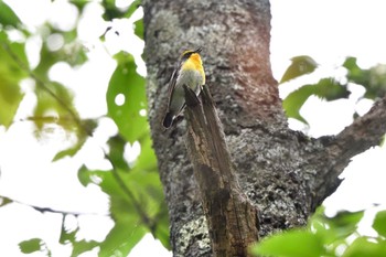 Narcissus Flycatcher 奥日光 Tue, 6/6/2023