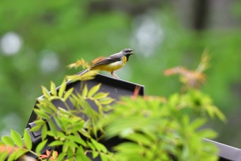 Grey Wagtail 奥日光 Tue, 6/6/2023