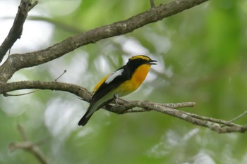 Narcissus Flycatcher 滋賀県甲賀市甲南町創造の森 Thu, 6/8/2023