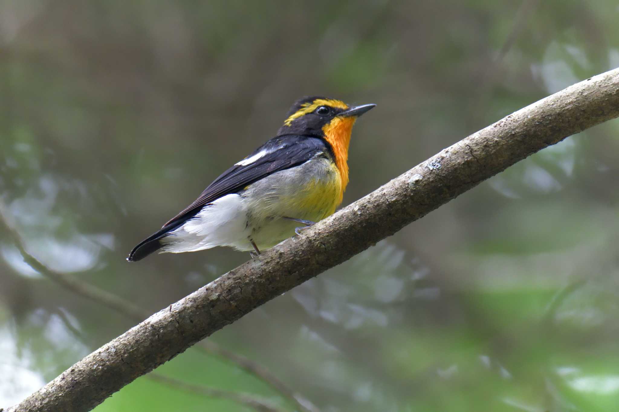 Photo of Narcissus Flycatcher at 滋賀県甲賀市甲南町創造の森 by masatsubo