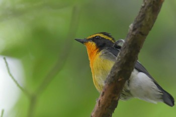 Narcissus Flycatcher 滋賀県甲賀市甲南町創造の森 Thu, 6/8/2023