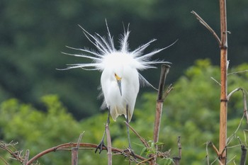 Medium Egret 越谷サギコロニー Sat, 5/20/2023