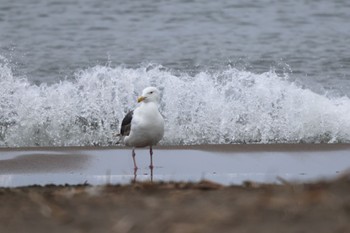 オオセグロカモメ 石狩浜 2023年6月7日(水)