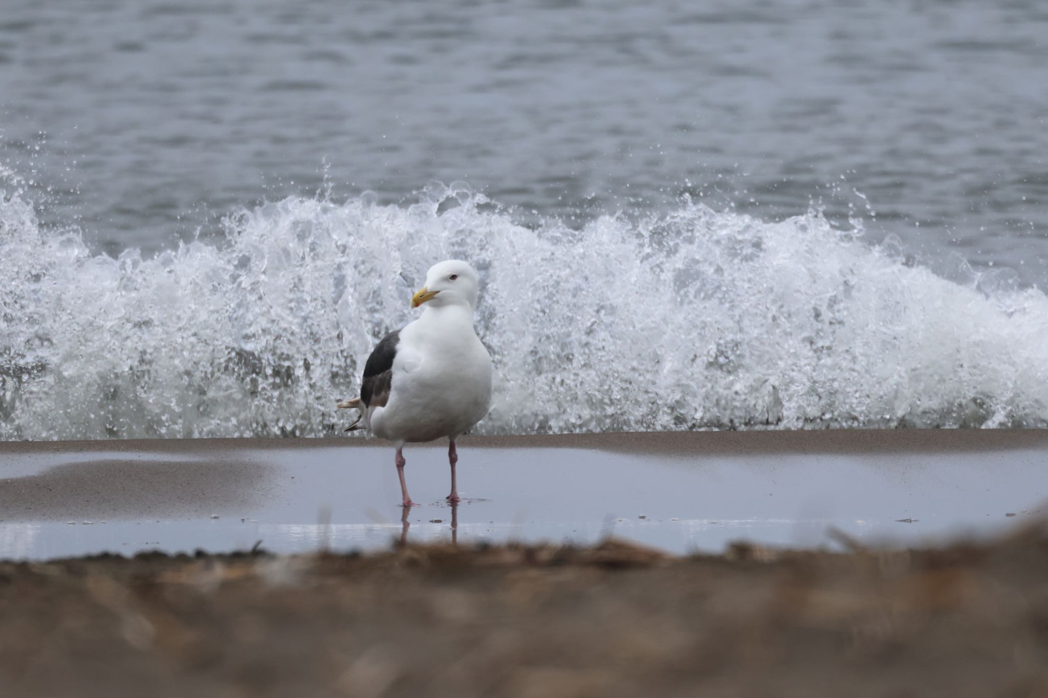 石狩浜 オオセグロカモメの写真 by will 73