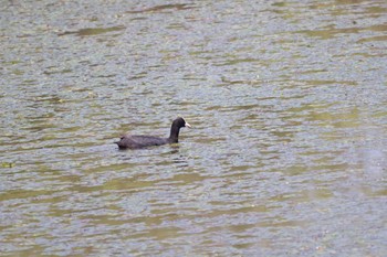 オオバン 札幌モエレ沼公園 2023年6月8日(木)