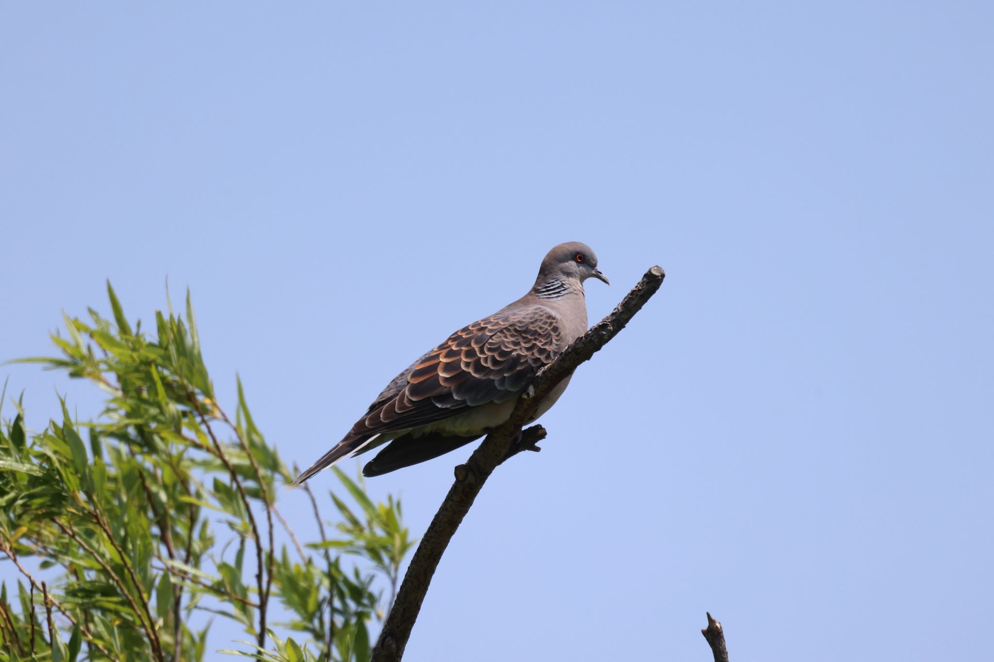 札幌モエレ沼公園 キジバトの写真 by will 73