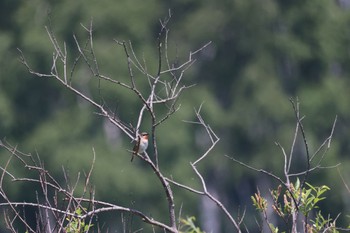 ノゴマ 札幌モエレ沼公園 2023年6月8日(木)