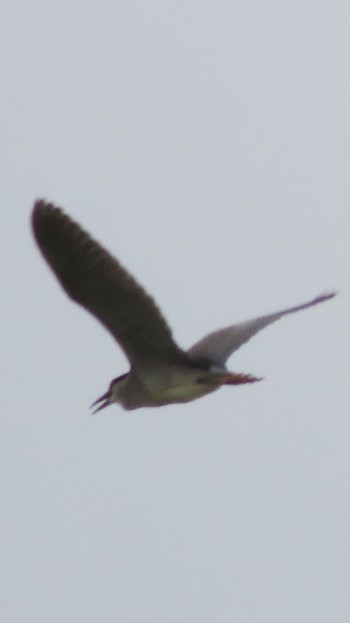 Black-crowned Night Heron Isanuma Thu, 6/8/2023