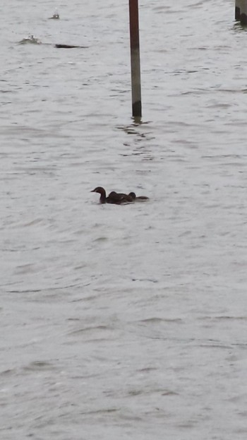 Little Grebe Isanuma Thu, 6/8/2023