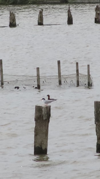 Little Tern Isanuma Thu, 6/8/2023