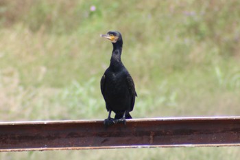 カワウ 越谷 元荒川堤 2023年6月8日(木)