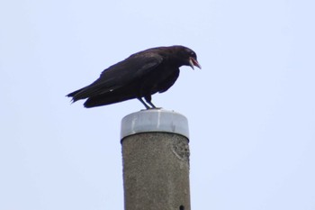 Carrion Crow 越谷 元荒川堤 Thu, 6/8/2023