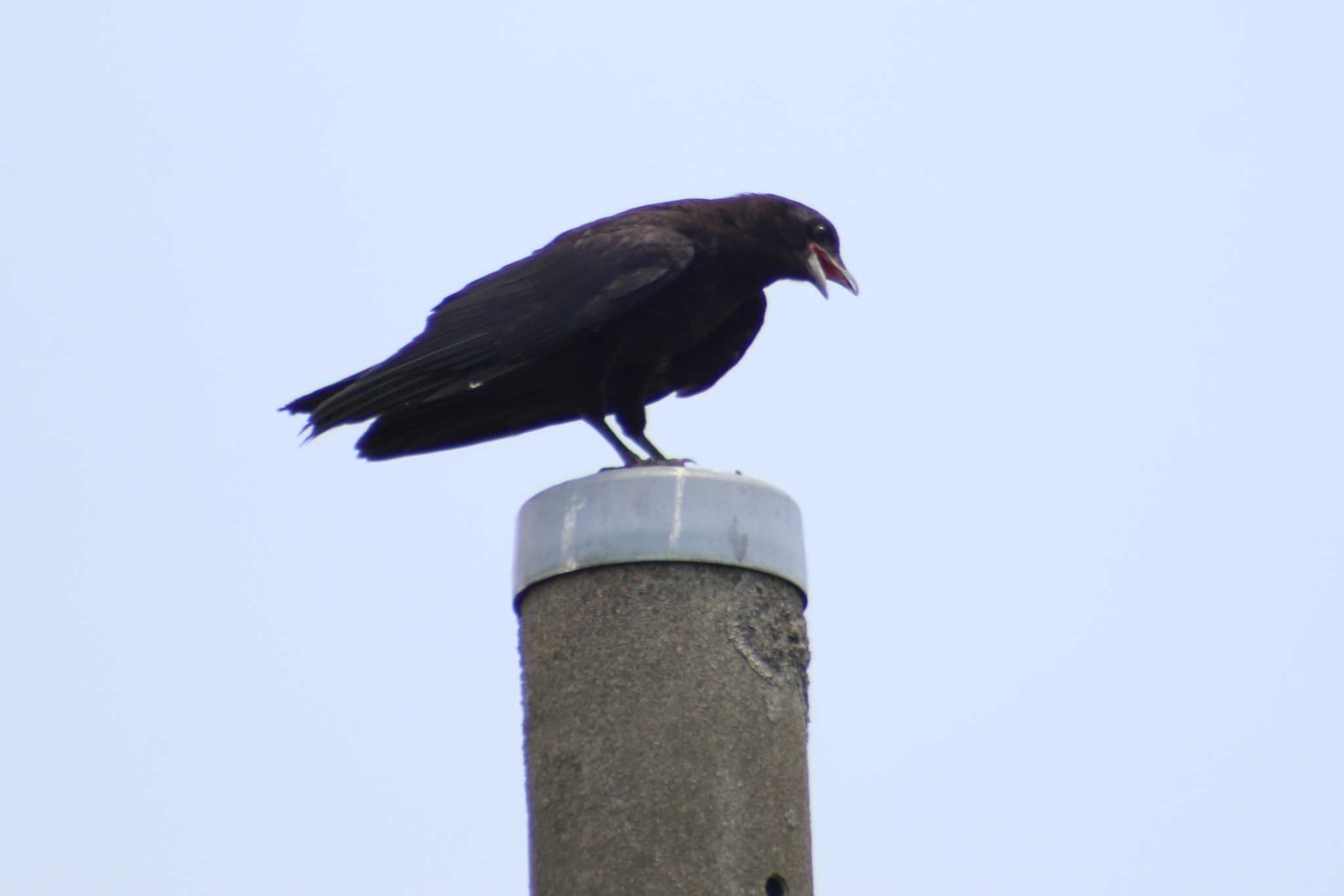 Photo of Carrion Crow at 越谷 元荒川堤 by 走りやもどき