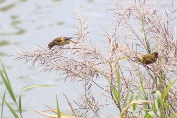 Grey-capped Greenfinch 越谷 元荒川堤 Thu, 6/8/2023