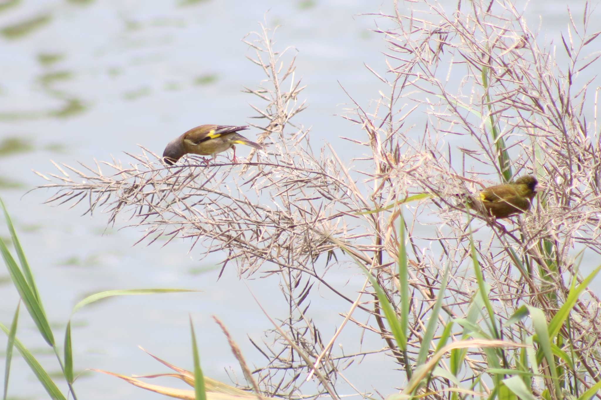 Photo of Grey-capped Greenfinch at 越谷 元荒川堤 by 走りやもどき