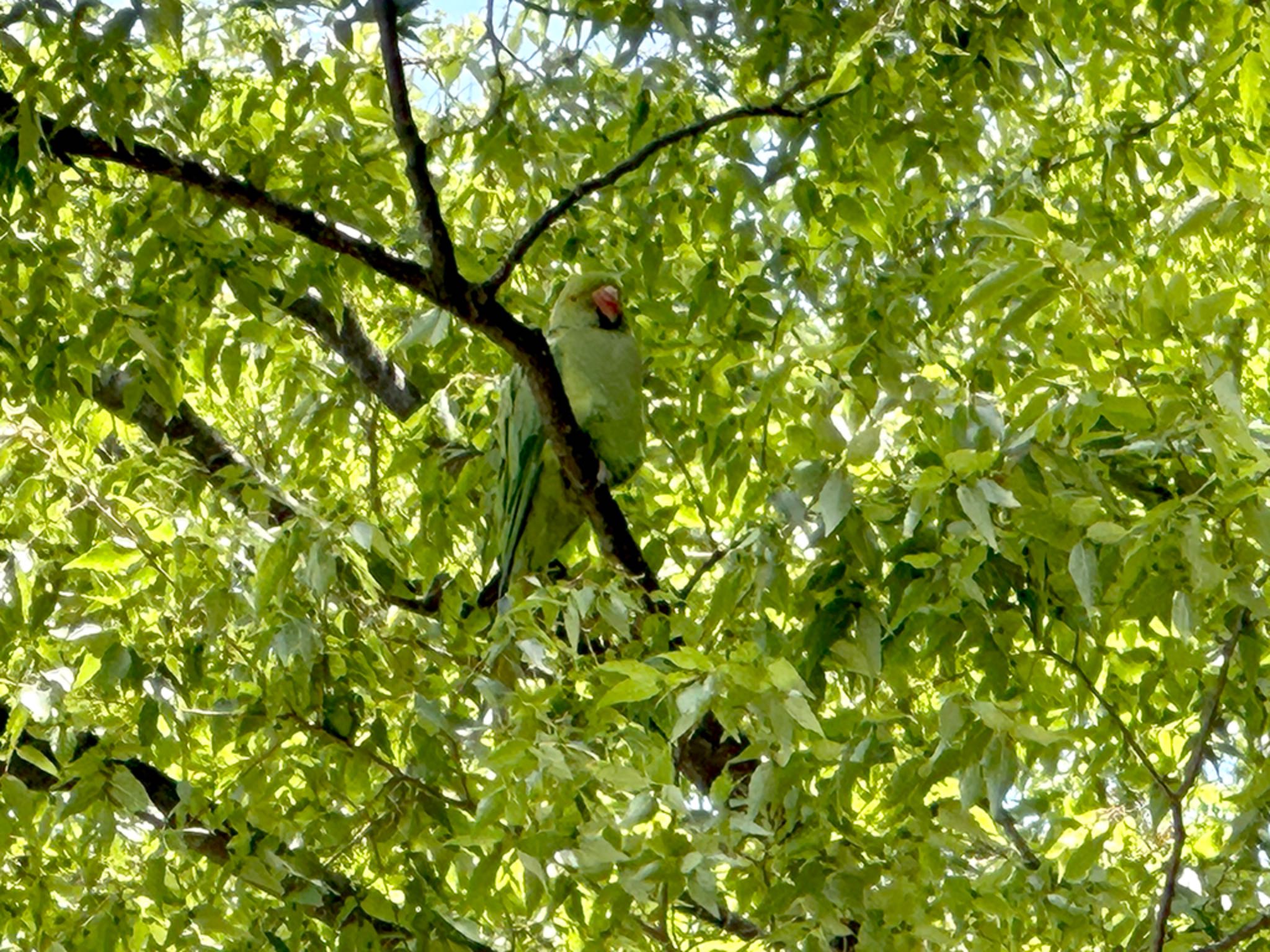 Photo of Indian Rose-necked Parakeet at  by エナガ好き