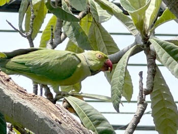 Indian Rose-necked Parakeet 町田市 Thu, 6/8/2023