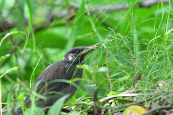 2023年6月5日(月) 長浜公園の野鳥観察記録