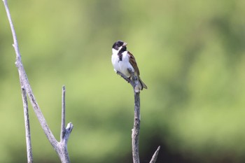 2023年6月8日(木) 札幌モエレ沼公園の野鳥観察記録