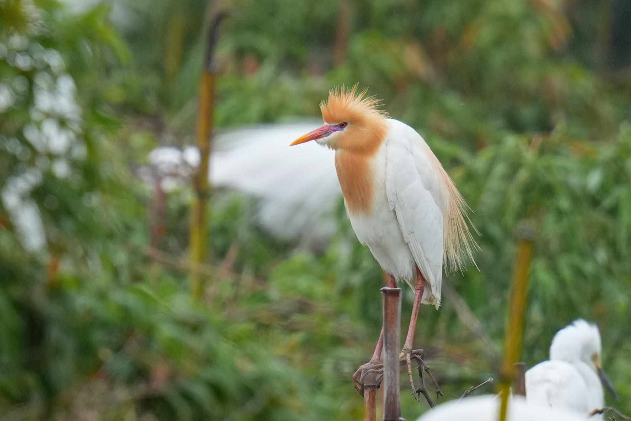 アマサギ