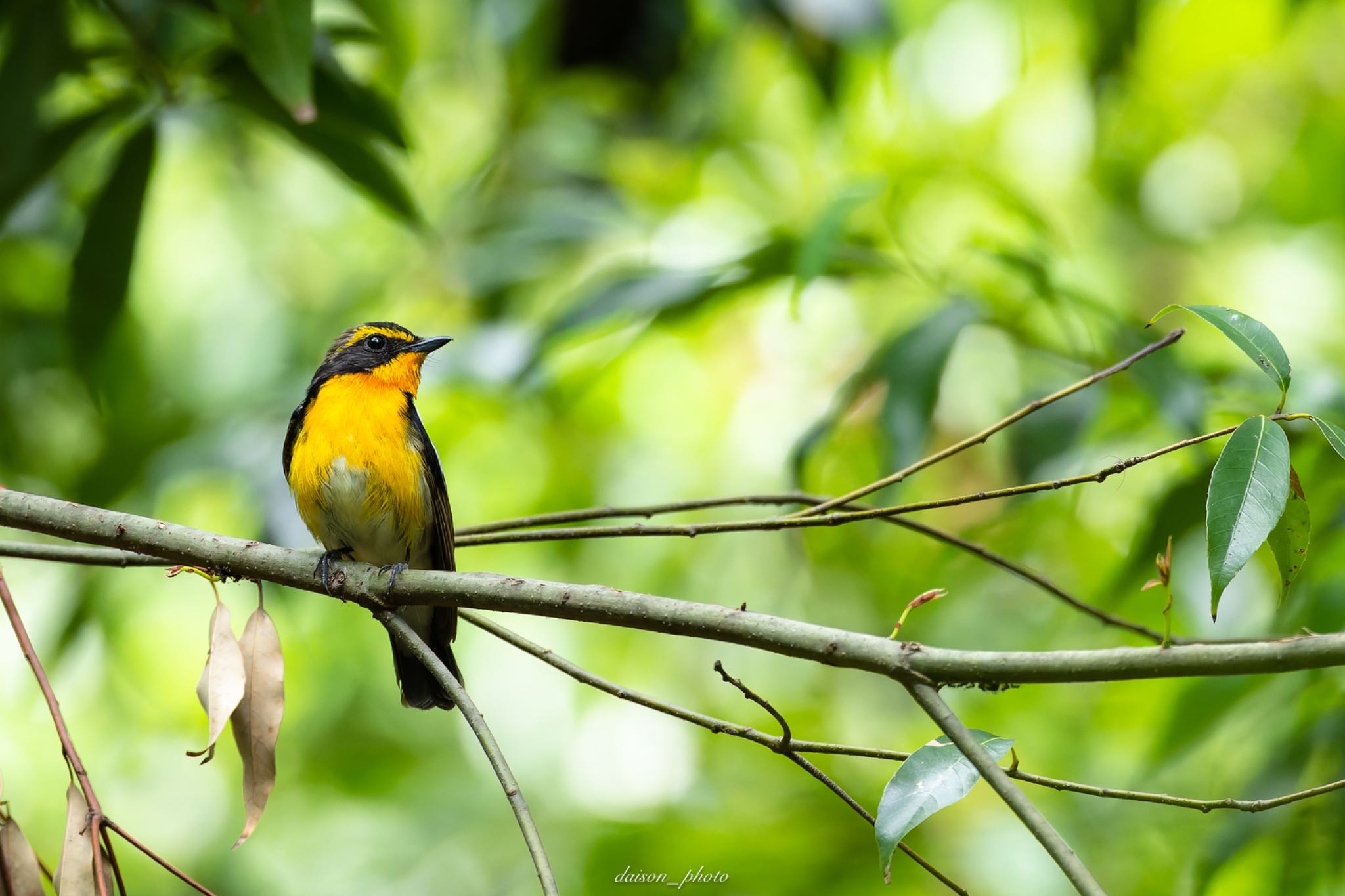 Photo of Narcissus Flycatcher at Yatoyama Park by Daison