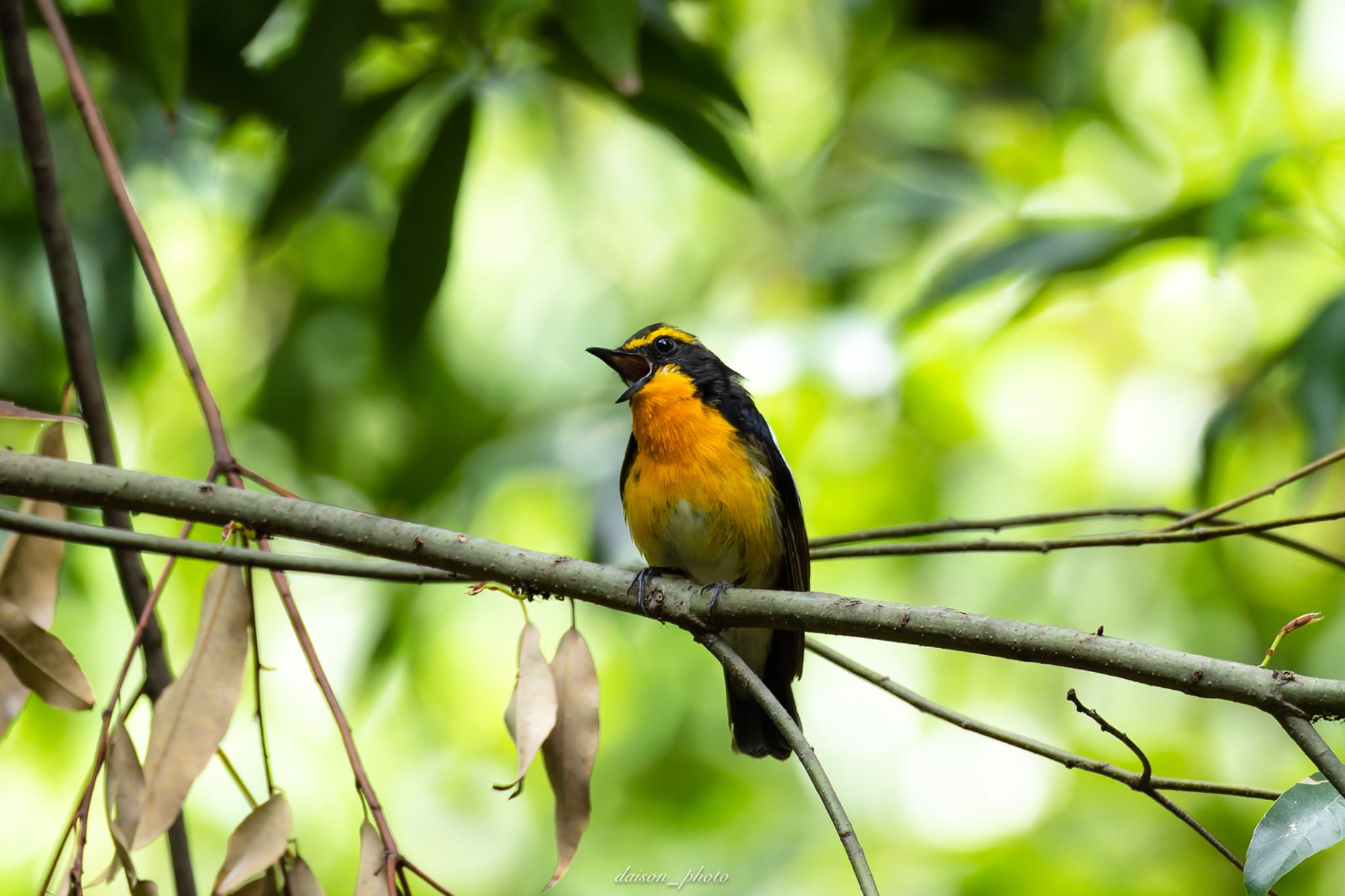 Photo of Narcissus Flycatcher at Yatoyama Park by Daison