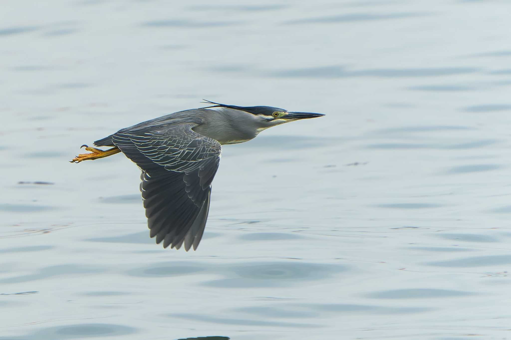 Striated Heron