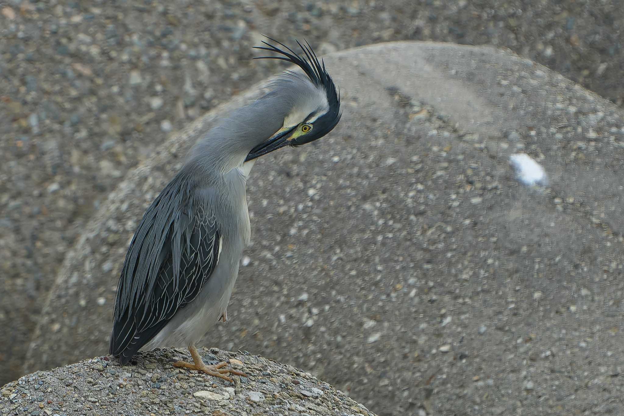 Striated Heron