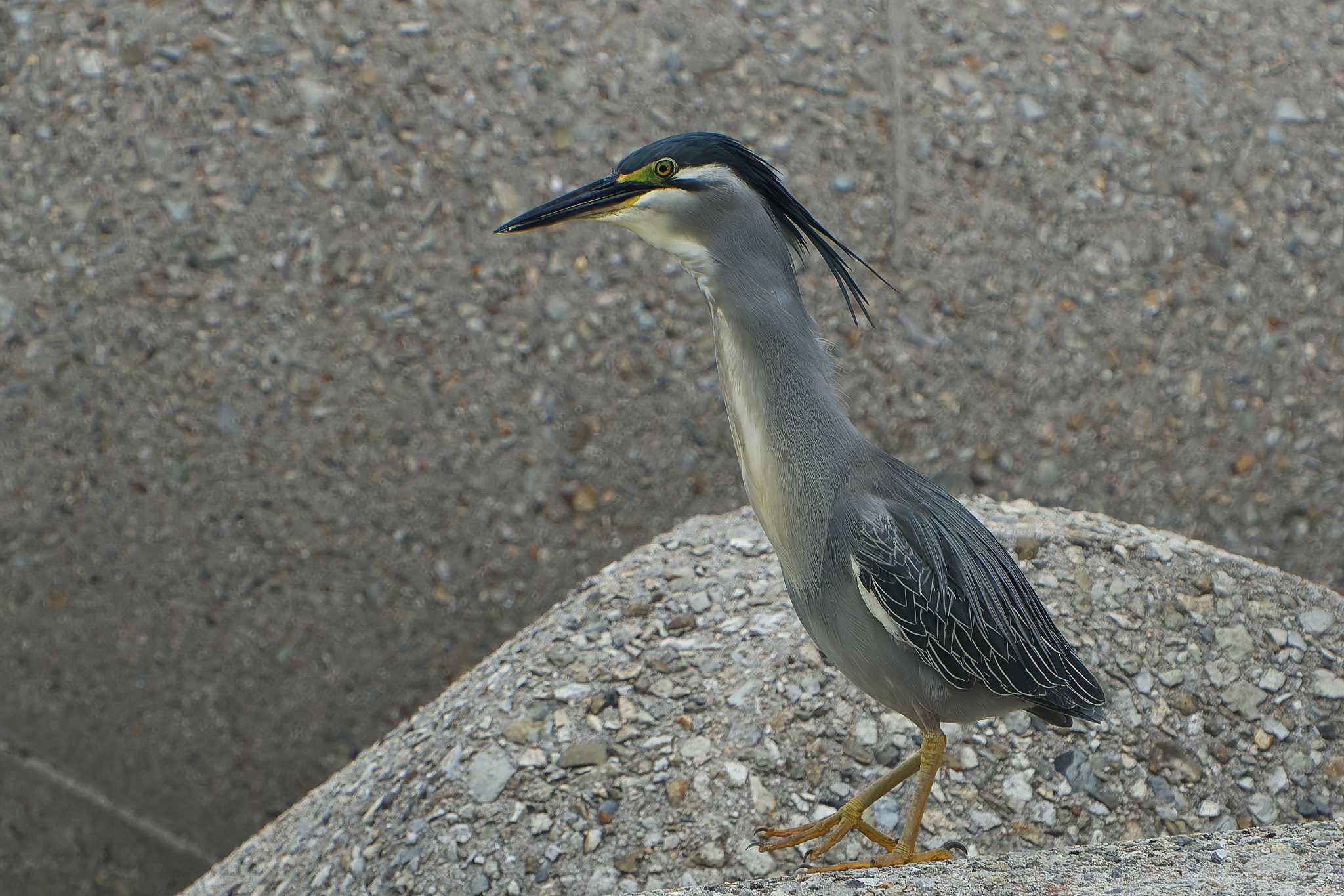 Striated Heron